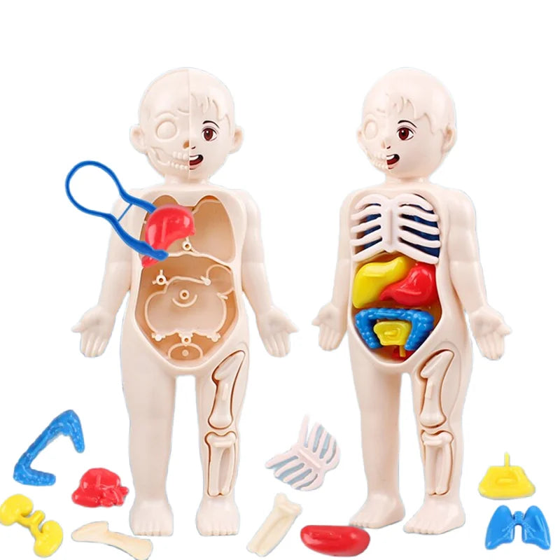 Body Explorer Anatomy Set