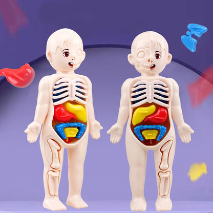 Body Explorer Anatomy Set