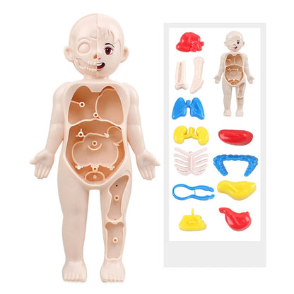 Body Explorer Anatomy Set