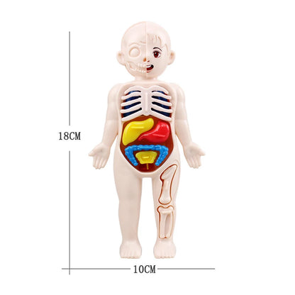 Body Explorer Anatomy Set