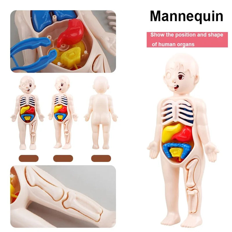 Body Explorer Anatomy Set