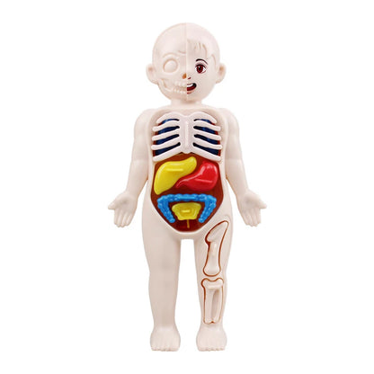 Body Explorer Anatomy Set