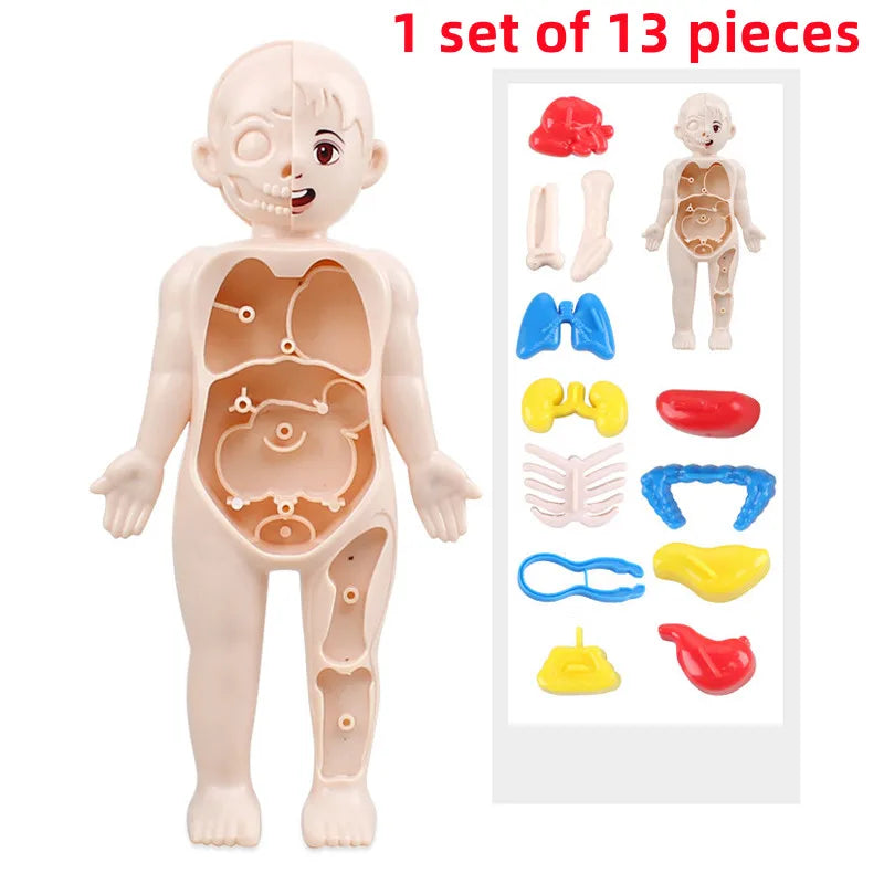 Body Explorer Anatomy Set